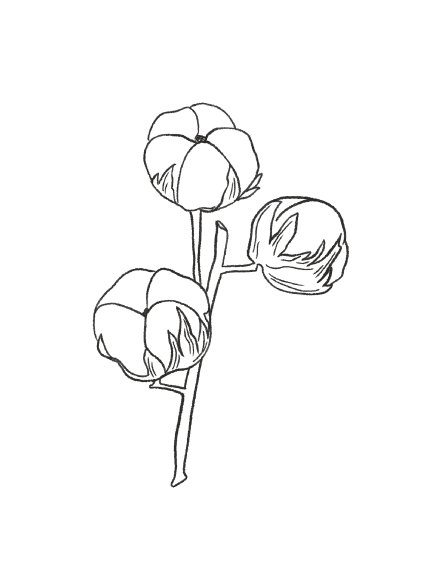 Cotton Flower / FLORAL