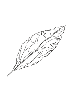 15. Tobacco Leaf / WOODY