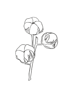 4. Cotton Flower / FLORAL