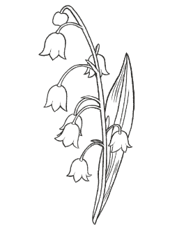 6. Lily of the valley / FLORAL
